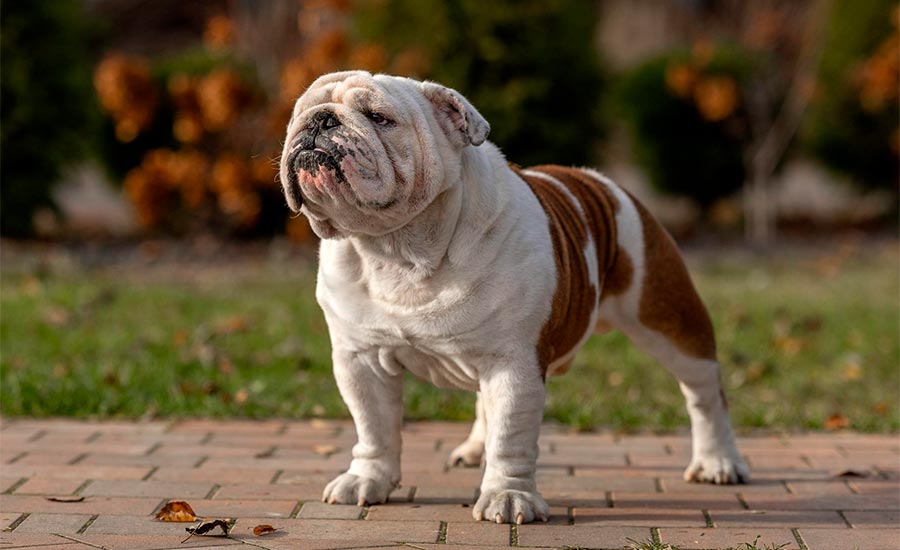 Папа: Sentiller Win Alex Taylor (GOLDEN-BULL ULYSESS x BLACK-TREASURE DOGS APRIL)