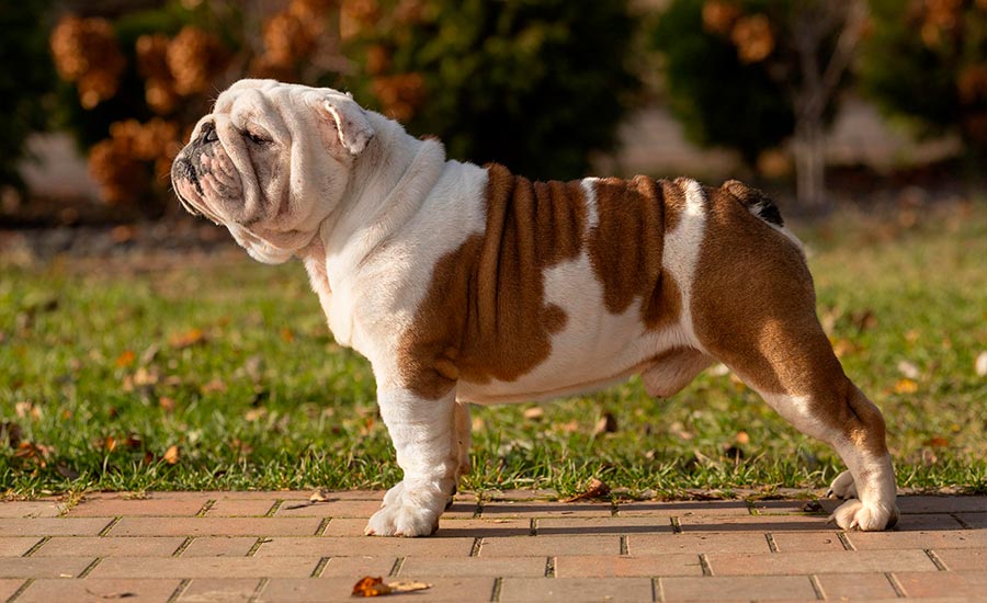 Папа: Sentiller Win Alex Taylor (GOLDEN-BULL ULYSESS x BLACK-TREASURE DOGS APRIL)