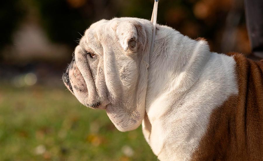 Папа: Sentiller Win Alex Taylor (GOLDEN-BULL ULYSESS x BLACK-TREASURE DOGS APRIL)