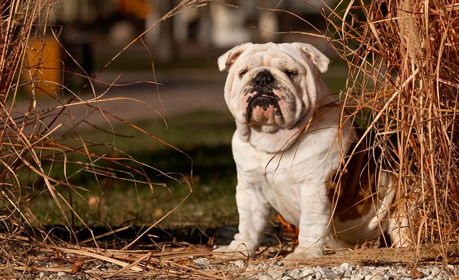 Папа: Sentiller Win Alex Taylor (GOLDEN-BULL ULYSESS x BLACK-TREASURE DOGS APRIL)