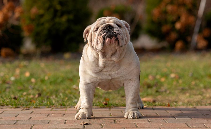 Папа: Sentiller Win Alex Taylor (GOLDEN-BULL ULYSESS x BLACK-TREASURE DOGS APRIL)