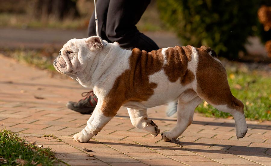 Папа: Sentiller Win Alex Taylor (GOLDEN-BULL ULYSESS x BLACK-TREASURE DOGS APRIL)