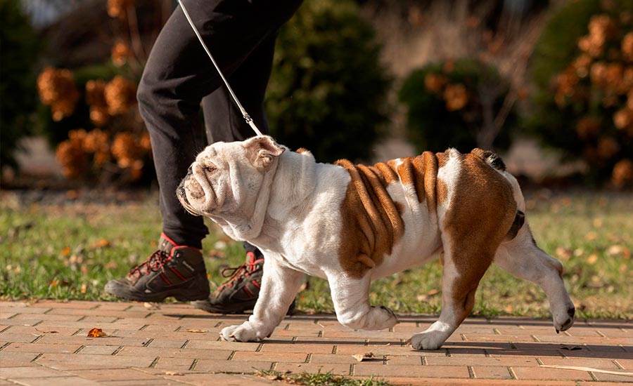 Папа: Sentiller Win Alex Taylor (GOLDEN-BULL ULYSESS x BLACK-TREASURE DOGS APRIL)
